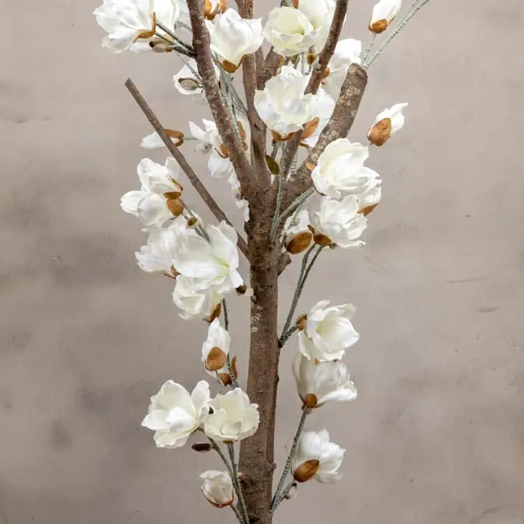 Magnoliaboom Valerie Wit Zonder pot 150cm (2)