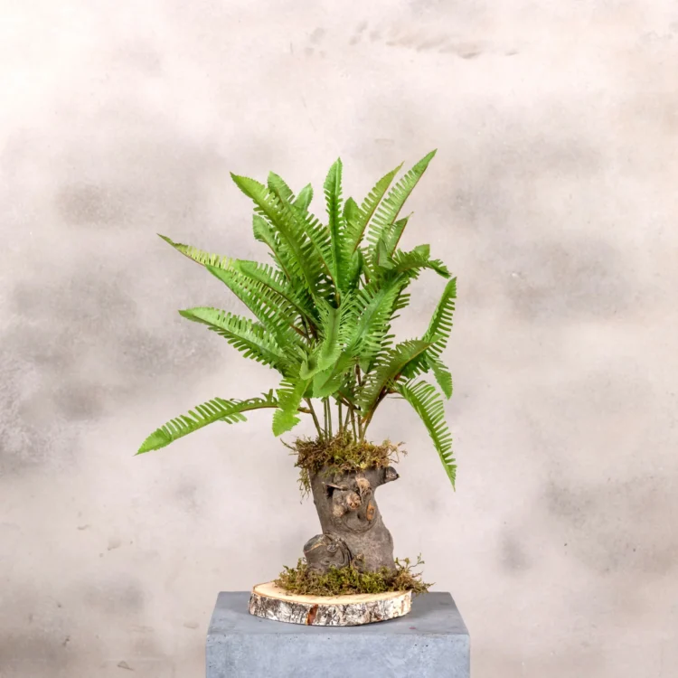 Mini Varenboompje grof