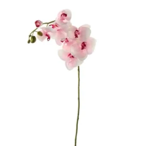 Orchidee Wit Fuchsia 60cm