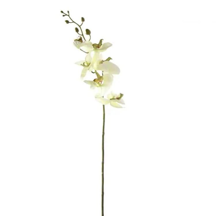 Orchidee Zachtgroen 85cm