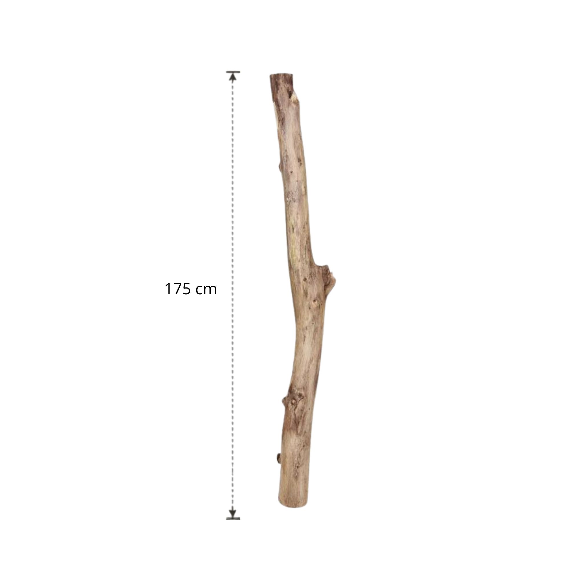 Oud eikenstam 175 cm (6)