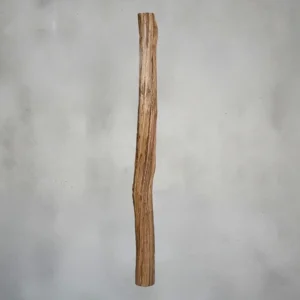 Oud eikenstammen (2)