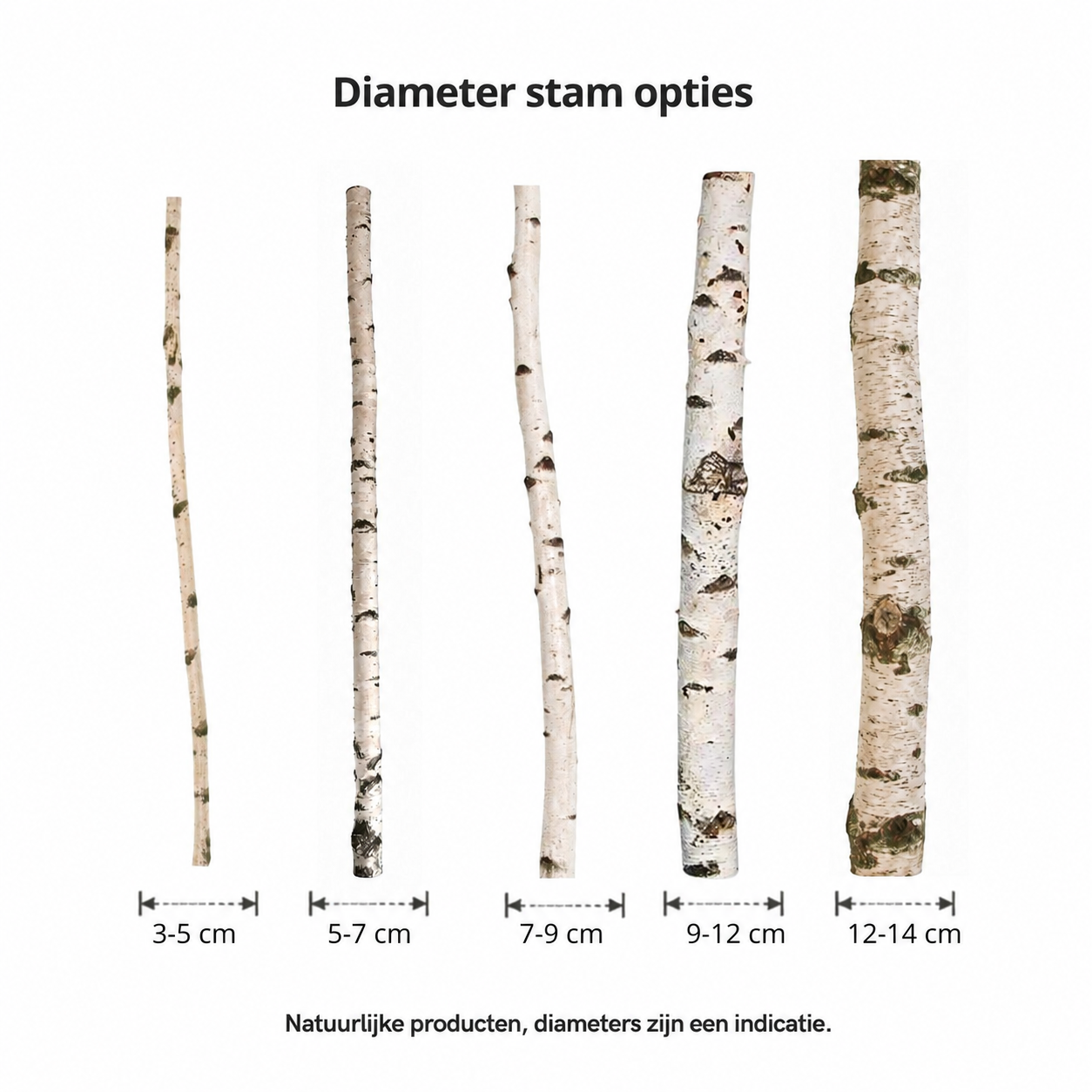 Overzicht berkenstammen diameters