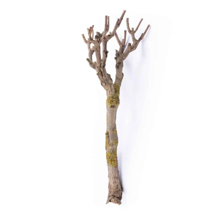 Seringentak 70-80cm (3)