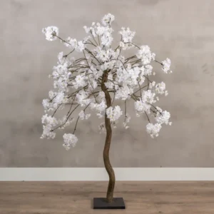 Tafelbloesemboom Felice Wit 120cm