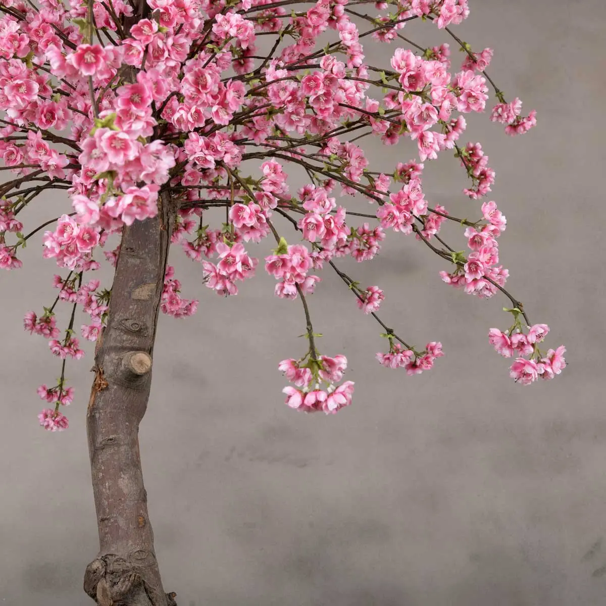 Tafelbloesemboom Isolde Felroze 120cm (1)