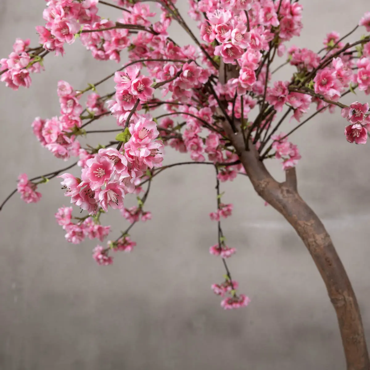 Tafelbloesemboom Isolde Felroze 120cm (2)