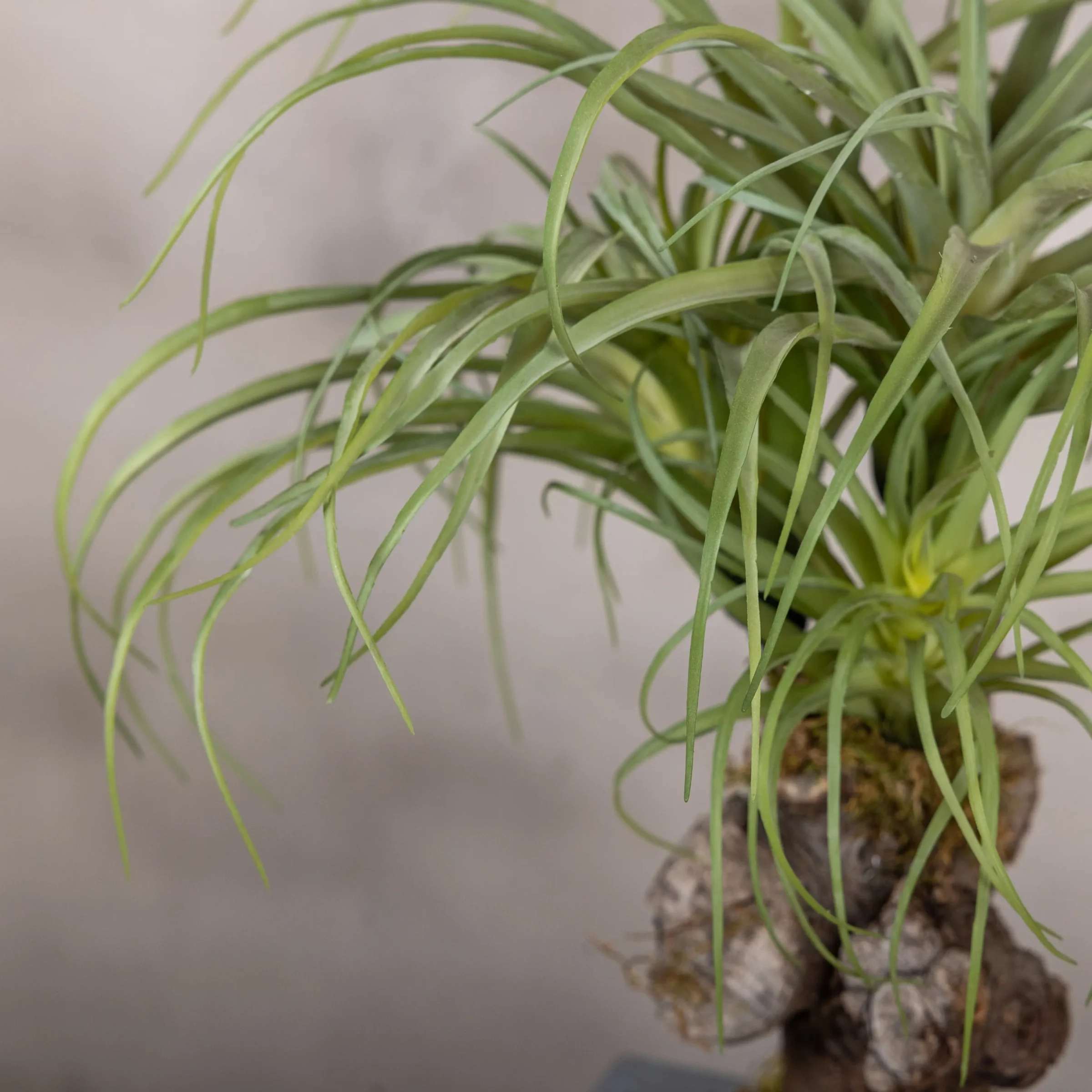 Tillandsiaboompje (2)