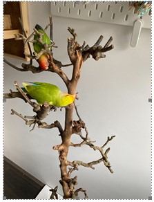 Vogel op vogelboom Luna