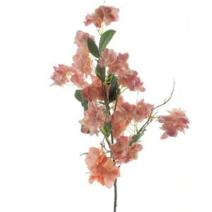 wilde hortensia zalmroze